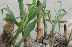 芦苇根的作用  芦苇根六大功效