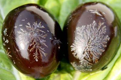 高血压病人少吃 松花蛋的营养和吃法介绍