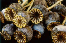 罂粟壳有什么作用 一般有六大类