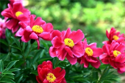 养肝护肝 芍药花的作用和种植方法介绍