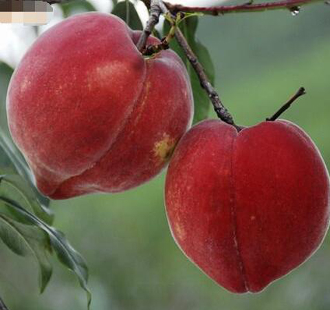 血桃的营养价值及食用方法介绍