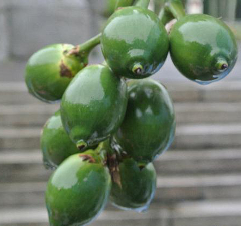 槟榔的功效与作用及食用方法介绍