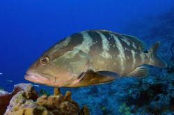 石斑鱼的做法大全 解读石斑鱼的营养价值及功效