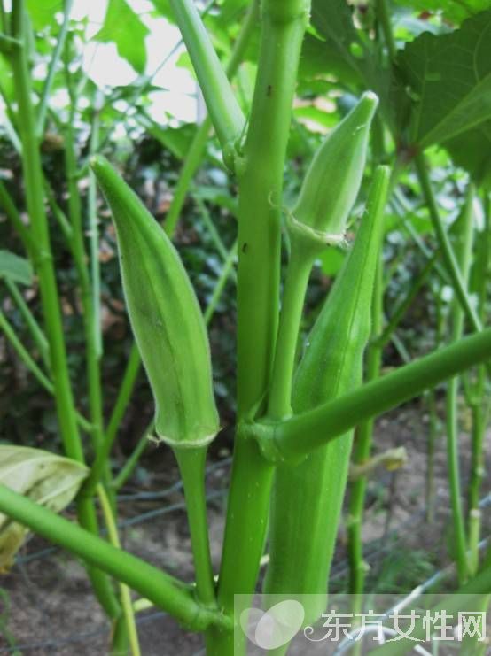 秋葵怎么做好吃 秋葵的功效与作用