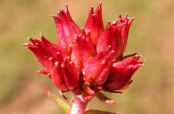 红景天的副作用及使用注意事项介绍