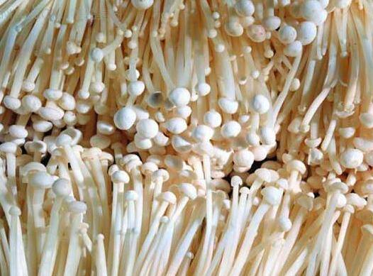 金针菇的营养价值大盘点 金针菇不止营养丰富这么简单