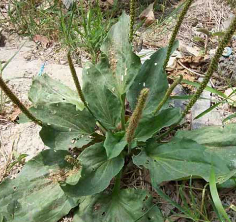 多吃会伤肝肾 车前草的副作用有哪些