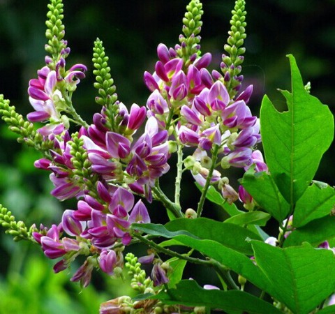 正确食用 鸡血藤的功效与作用及禁忌介绍