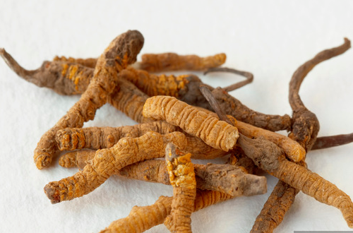 虫草是什么     冬虫夏草是之一