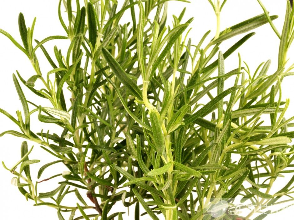 迷迭香的功效与作用 迷迭香还能这么食用