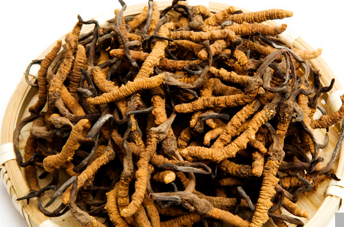 虫草是什么     冬虫夏草是之一