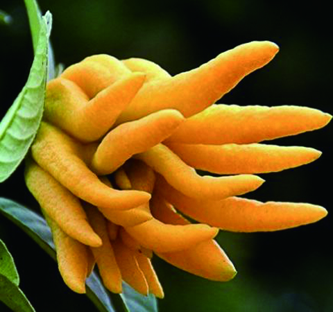 佛手的功效与作用及药用价值