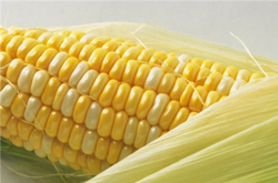 玉米和玉米须的药用价值有哪些