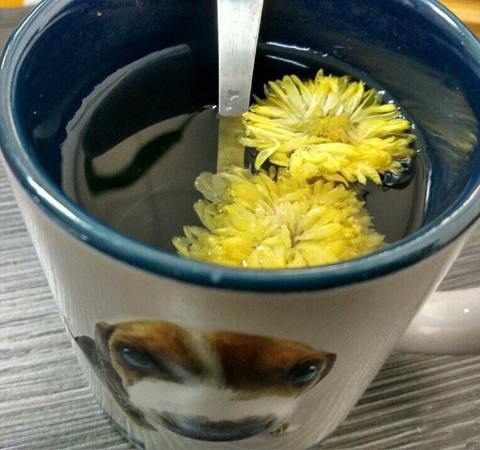 菊花茶好处多 怀孕能喝菊花茶吗