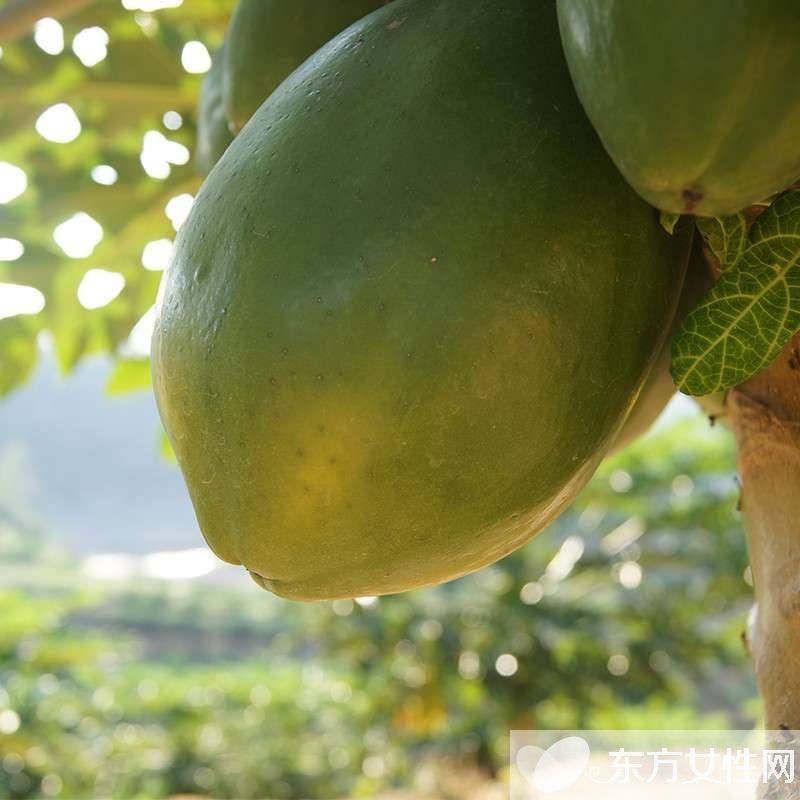 青木瓜的吃法有哪些 推荐十种青木瓜做法详解