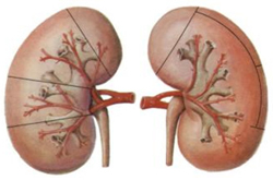 急性肾炎症状和急性肾炎治疗方法介绍