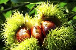 栗子怎么做好吃 板栗这么煮让你回味无穷