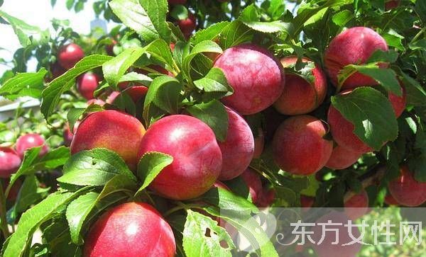 油桃的功效与作用 油桃的食用禁忌须知