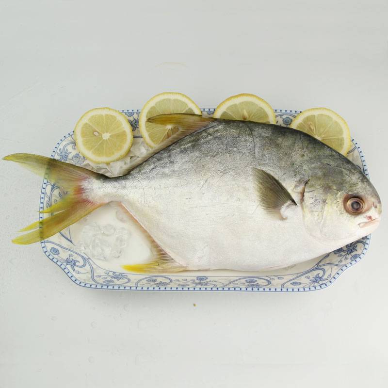 平鱼的做法大全 平鱼的选购还有这讲究