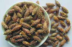 一定要注意 苍耳子的副作用有哪些