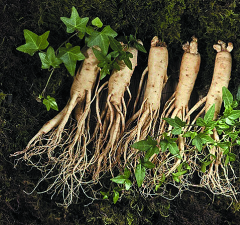 野山参的吃法及功效作用讲解