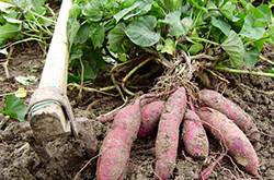 红薯不能和什么一起吃 吃红薯可导致的四种危害