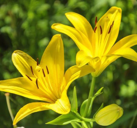 恶心呕吐 黄连素的副作用有哪些