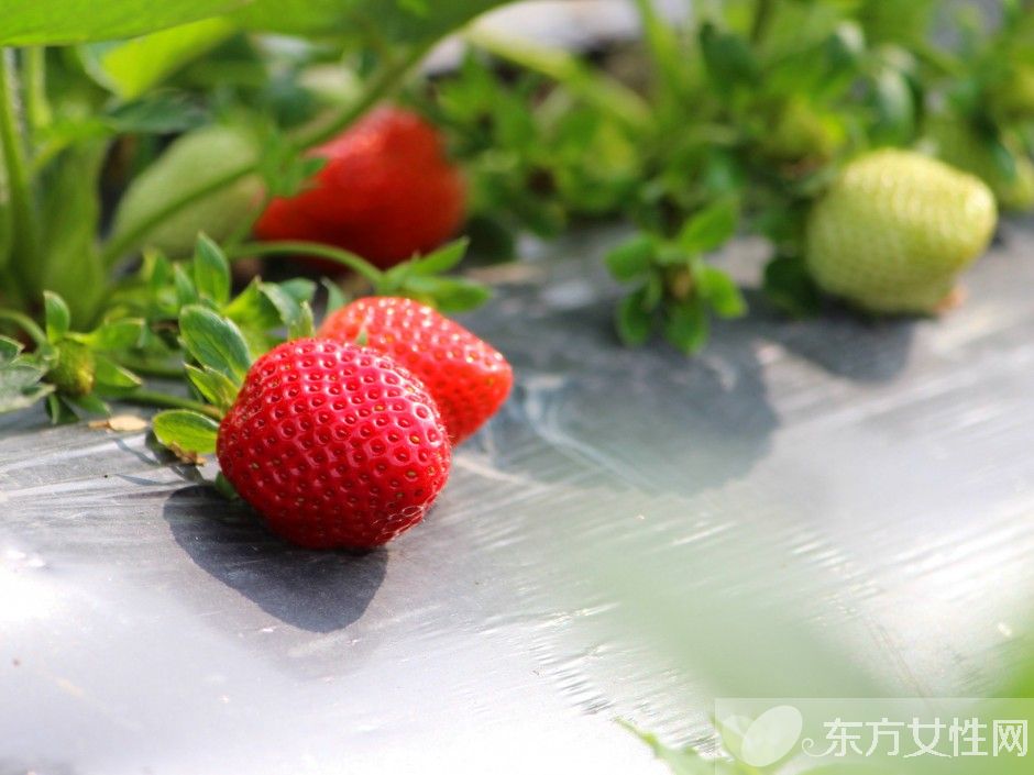 手术后吃什么水果好 这五种水果吃了对身体好