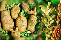 天麻的副作用有哪些 天麻竟还能治疗老年痴呆