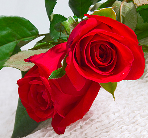 平抚情绪 玫瑰花的疗效介绍