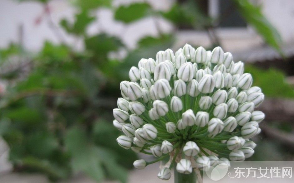 葱的好处有哪些 吃葱注意四大饮食禁忌