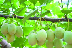 养生延年 银杏果的药用价值有哪些