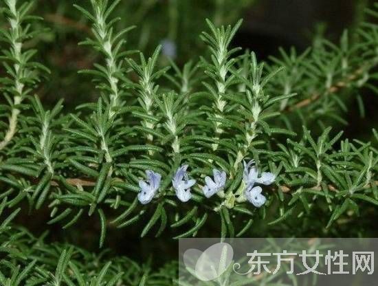 迷迭香的功效与作用 迷迭香还能这么食用
