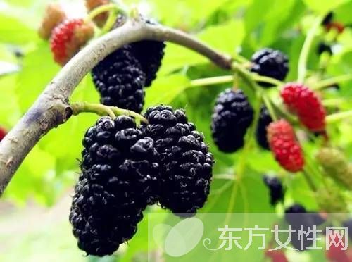桑果的功效有哪些 这些人不宜食桑果