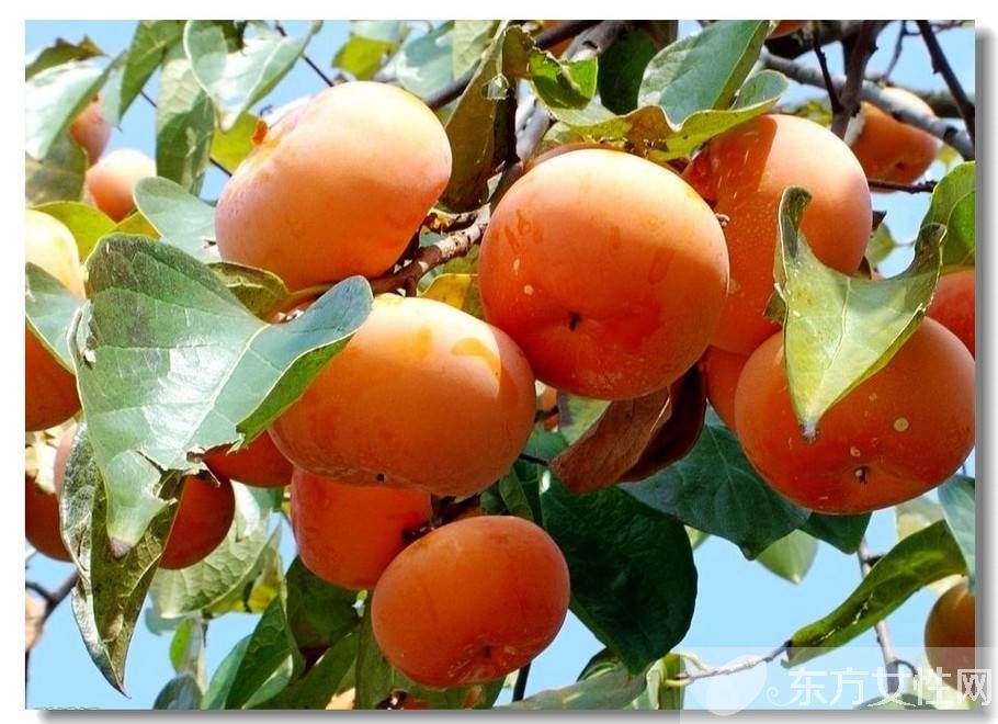 柿子的禁忌有哪些 六大食物相克需牢记