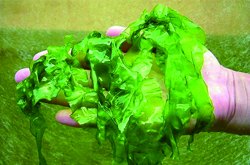 海藻功效与作用及食用方法介绍