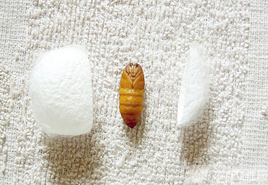 蚕蛹怎么吃 蚕蛹这么吃美味爆了