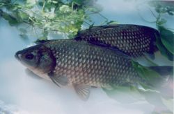 鲫鱼的营养价值及功效 鲫鱼怎么做好吃