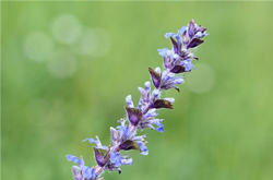 夏枯草的副作用及药用配方介绍