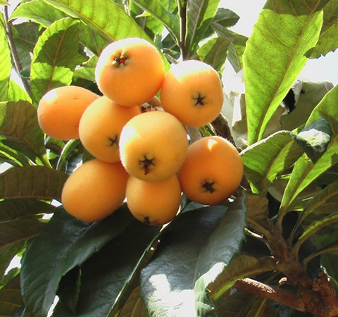 吃什么可以淡斑 想要淡化色斑就吃这