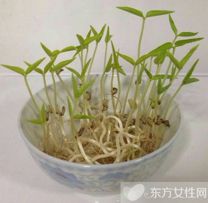绿豆芽怎么炒好吃 盘点绿豆芽的食用禁忌
