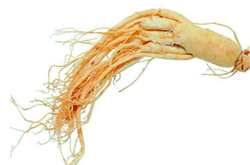 野山参的吃法及功效作用讲解