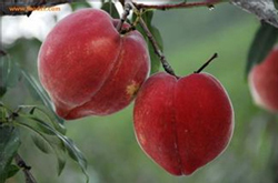 血桃的营养价值及食用方法介绍