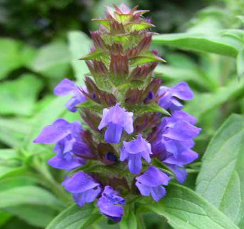 夏枯草的副作用及药用配方介绍