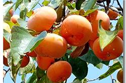 柿子的禁忌有哪些 六大食物相克需牢记