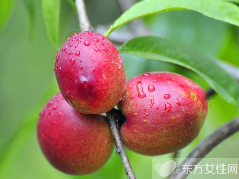 油桃的功效与作用 油桃的食用禁忌须知