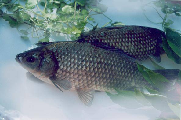 鲫鱼的营养价值及功效 鲫鱼怎么做好吃