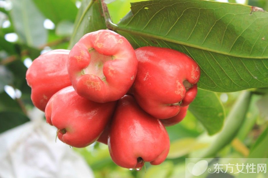 莲雾的营养价值与功效 孕妇能吃莲雾吗