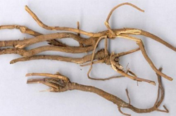 北柴胡的作用与功效及食用方法介绍