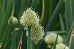 葱的好处有哪些 吃葱注意四大饮食禁忌